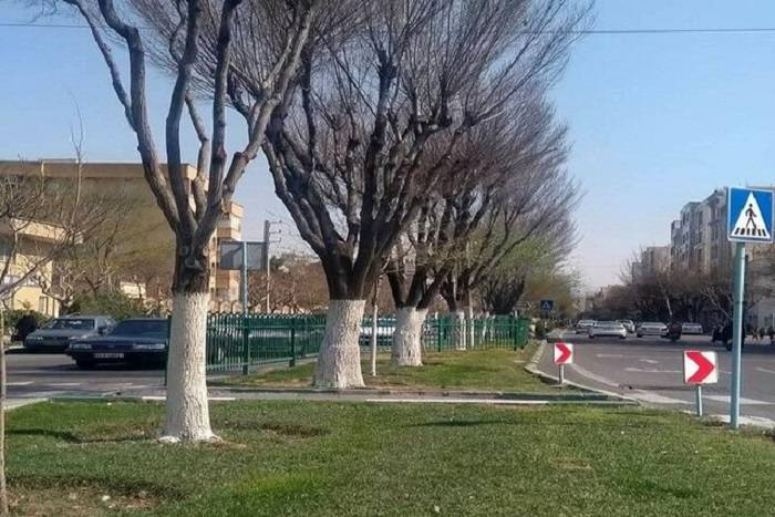 حفاظت از درختان منطقه ۲ با اجرای طرح باندینگ