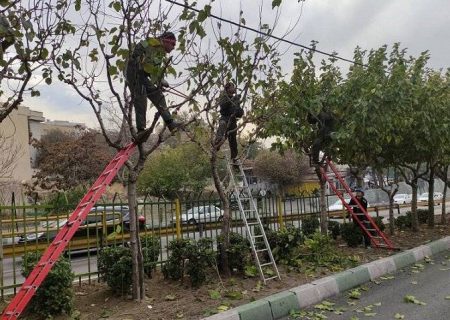 درختان منطقه ۲ آماده فصل زمستان شدند