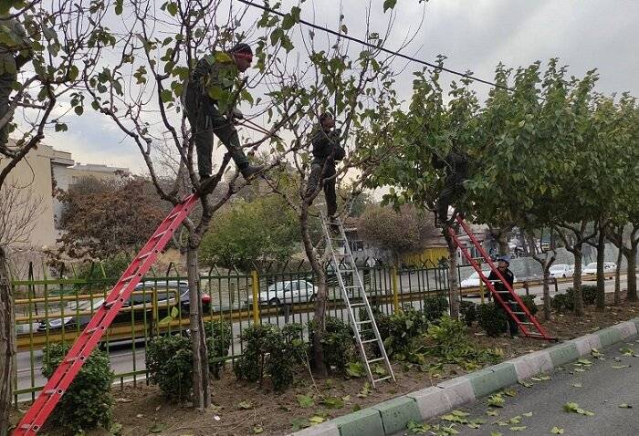 درختان منطقه ۲ آماده فصل زمستان شدند