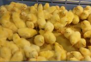 صادرات بیش از ۴ میلیون تن تخم مرغ نطفه دار / شرکت مرغک در راستای امنیت غذایی کشور گام‌های مثبتی برداشته است.